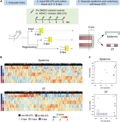 Timing Does Matter: Nerve-Mediated HDAC1 Paces the Temporal Expression of Morphogenic Genes During Axolotl Limb Regeneration